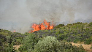 Aydın'da makilik alanda yangın