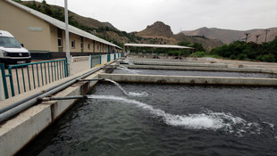 Baraj gölü ve nehirler için yayın balığı yetiştiriliyor