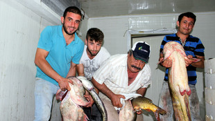 Baraj gölünde 2 metrelik 5 yayın balığı yakalandı