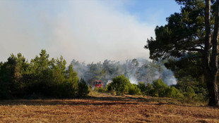 Bayramiç'te orman yangını