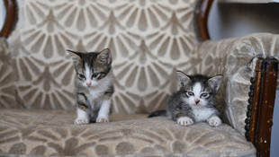 Beslediği sokak kedileriyle yaşama tutunuyor