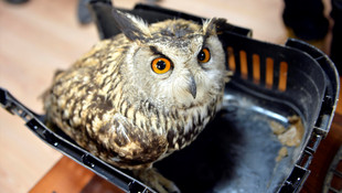 Bitkin halde bulunan puhu tedavi edilecek