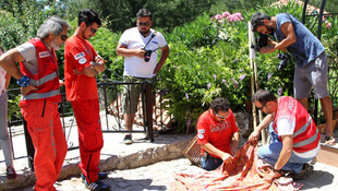 Boruya sıkışan kaplumbağalar kurtarıldı