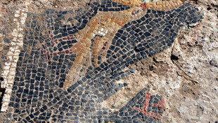 Buğday tarlasında Roma mozaiği bulundu