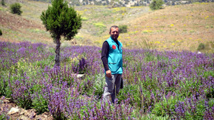 Burdur'da ada çayı balı üretiliyor