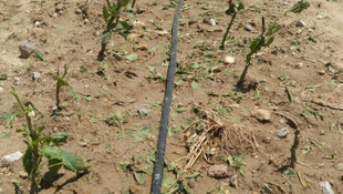 Çanakkaledeki kuvvetli rüzgar ve dolu tarım alanlarına zarar verdi