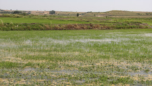 Çeltik tavalarında yabancı otla mücadele başladı