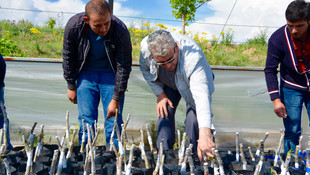 Ceviz fidanı üreterek üniversiteye katkı sağlıyorlar