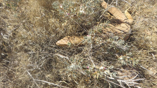 Çöl varanı objektiflere takıldı