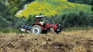 Çukurova çiftçisinin ikinci ürün mesaisi