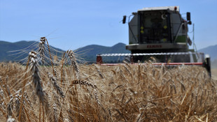 Dalaman'da buğday hasadı tamamlandı