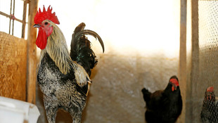 Denizli horozu, süs hayvanı olsun