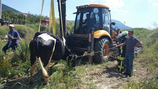 Denizlide sulama kanalına düşen inek kurtarıldı