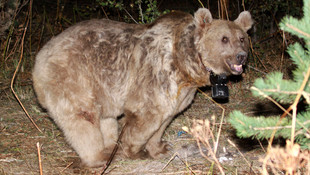 Dünyanın göç eden tek boz ayıları Sarıkamış'ta keşfedildi