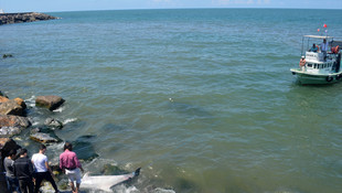 Düzce'de kıyıya ölü yunus vurdu