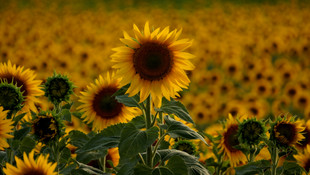 Edirne'de ayçiçek tohumları çiçek açmaya başladı
