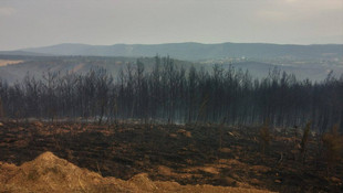 Edirne'deki orman yangını