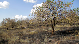 Elazığ'da örtü ve bahçe yangını
