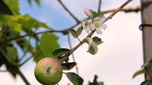 Elma ağacının hem meyvesi hem çiçeği var