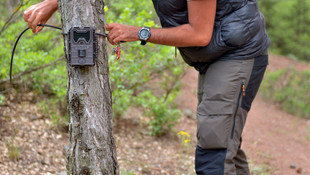 Eskişehir'de vaşak popülasyonu tespit edildi