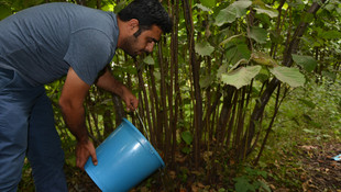Fındık bahçelerini sulayın
