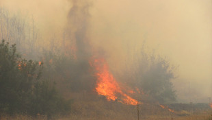 Gaziantep'te orman yangını