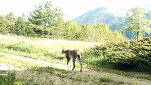 Giresun'da vaşak popülasyonu artıyor