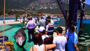 Gökova Körfezi'nde bulunan ölü balina