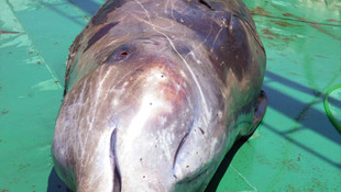 Gökova Körfezinde ölü balina karaya vurdu u