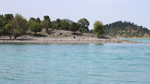 Göldeki adaya bırakılan sürüler çobansız otluyor