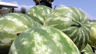 Gölmarmara karpuzunda yüksek fiyat yüz güldürdü