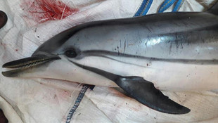 Hatay'da yaralı yunus balığı telef oldu