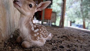Hayvanat bahçesinde doğurganlık oranı arttı