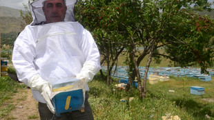 Hizan'da ilk defa ana arı üretiliyor