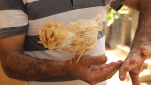 Süs tavukları altın yumurtluyor