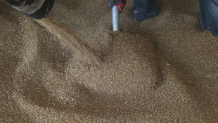 Hububat müdahale alım fiyatı, çiftçinin yüzünü güldürdü