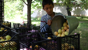 Iğdır'da kayısı hasadı başladı