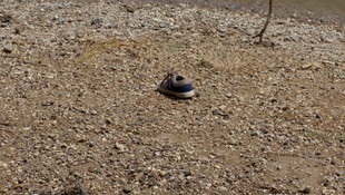 İki kişinin gölette boğulması