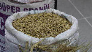 İlk mahsul arpa, borsaya geldi