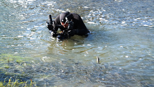 İnci kefalinin zorlu yolculuğu görüntülenecek