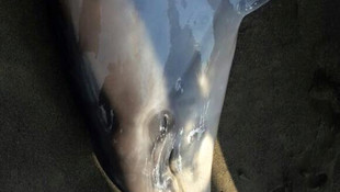 İskenderun Körfezi'nde ölü yunus bulundu