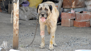 GÜNCELLEME 5 - İzmir'deki terör saldırısı