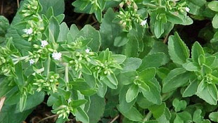 Şeker otu Gaziantepli sanayicilere tanıtıldı