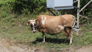 Kaçan ineklerini yakalamaya çalışırken kaza yaptılar