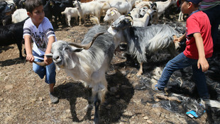 Karaburun Kırkım Şenliği