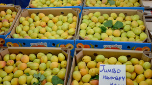 Kayısı bahçede 2, pazarda 6 lira