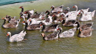 Kaz Dağları kazlarına kavuşuyor