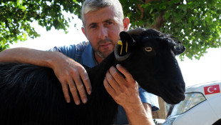 Keçi için kurtarma operasyonu