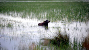 Kızılırmak Deltası'ndaki sazlıklar mandaların doğal mekanı