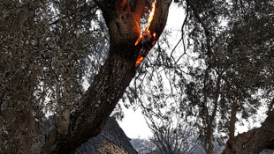 Kumluca'daki orman yangınları